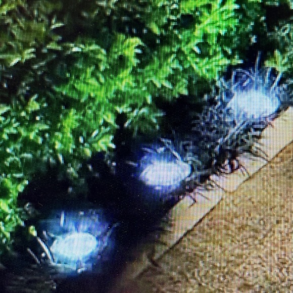 8 COLORFUL SOLAR LIGHTS - BRAND NEW - Picture 6 of 11